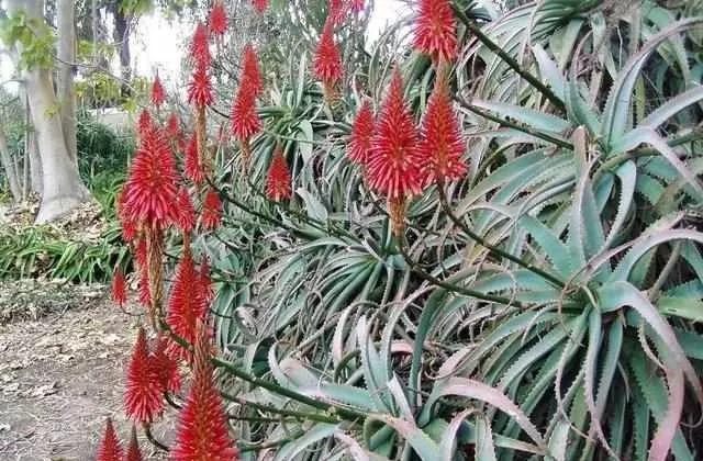 這5種綠植盆栽可以養(yǎng)成樹，瀑布一般的陽臺花園
