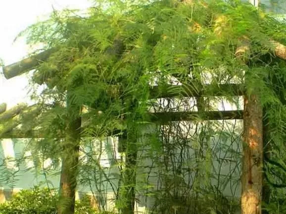 這5種綠植盆栽可以養(yǎng)成樹，瀑布一般的陽臺花園