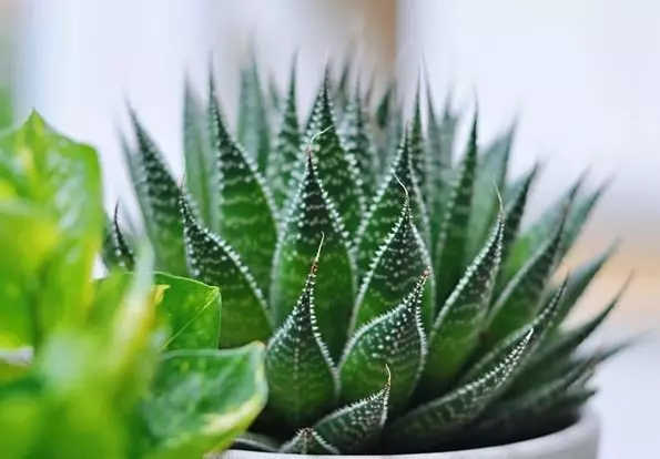 夏季植物養(yǎng)護(hù)，你的水澆對了嗎？