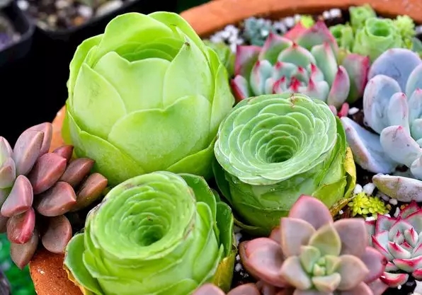 夏季植物養(yǎng)護(hù)，你的水澆對了嗎？