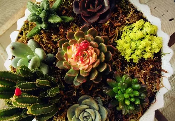 夏季植物養(yǎng)護(hù)，你的水澆對了嗎？